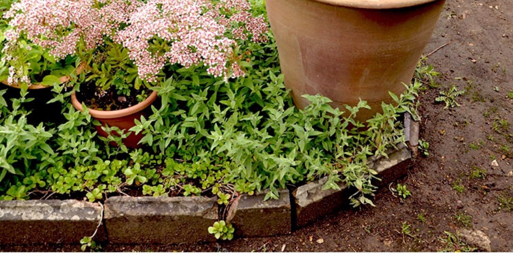 Hoo House Nursery Saxifraga Southside Seedling